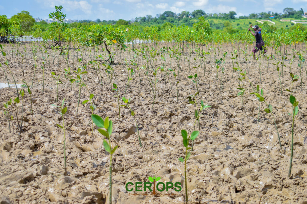 Mangroves_©cerios